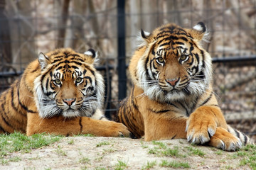 It's Good To Have Friends