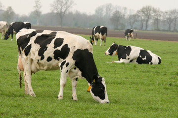 Cow grazing with other cows in the background