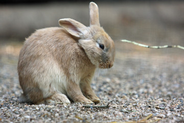 Fototapeta premium Kanninchen