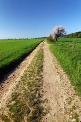 Fototapeta na wymiar Road through the spring countryside