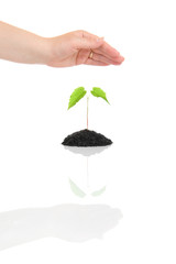 Woman hand protecting small green plant