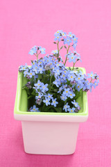 forget-me-not