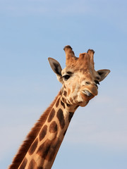 Naklejka premium Giraffe Mocking