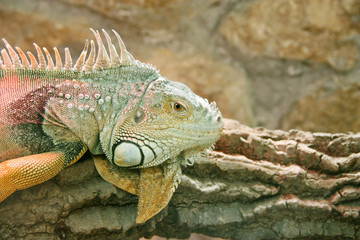 Iguana Lizard
