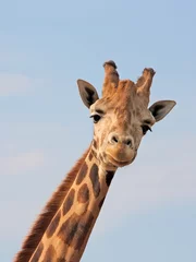Crédence de cuisine en verre imprimé Girafe Giraffe Looking