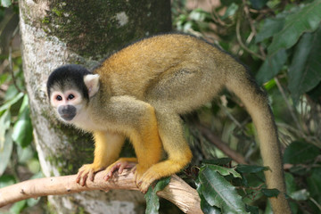 brazilian monkey