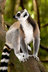 lemur on a tree