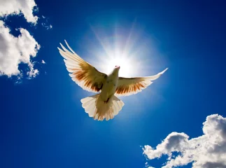 Zelfklevend Fotobehang Dove flying © Andy