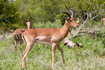 antelope in the kruger park