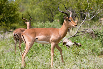 Naklejka na ściany i meble antelope in the kruger park