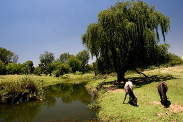 southafrican landscape