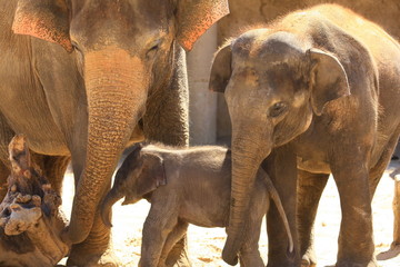 Fototapeta na wymiar Elefantenbaby