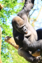 gorilla