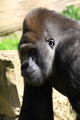 Obraz premium gorilla