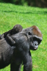 Gorillamamma mit Baby