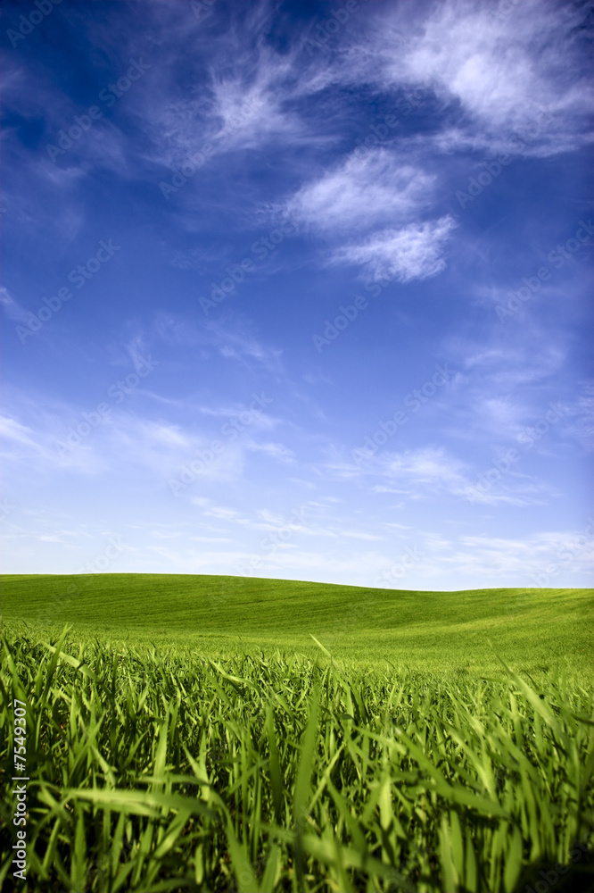 Wall mural spring field