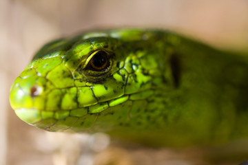 Lacerta agilis