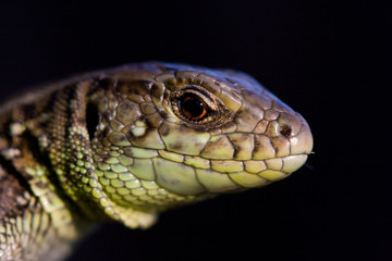 Lacerta agilis
