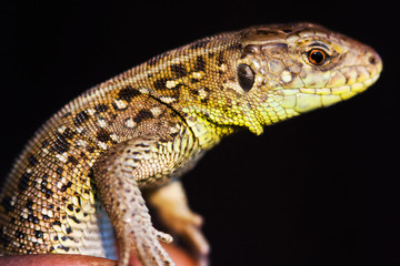 Lacerta agilis