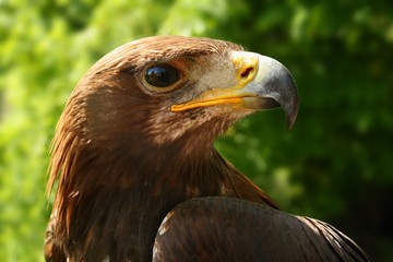 Golden eagle (Aquila chrysaetos), portrait