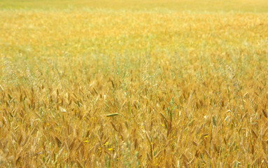 Texture of yellow field with cereal.