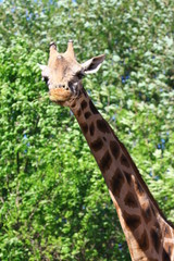 giraffe