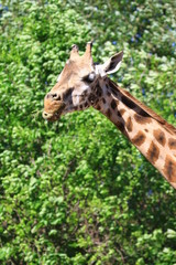 giraffe