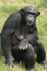 Schimpanse