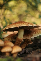 Fototapeta premium Mushroom