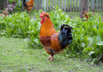 rooster © Saksoni