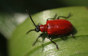 Beetle