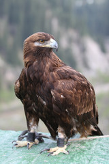 eagle