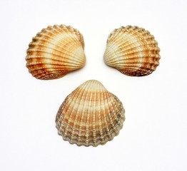 Three exotic shells on a white background