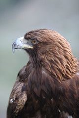 Naklejka premium eagle