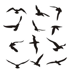 Birds