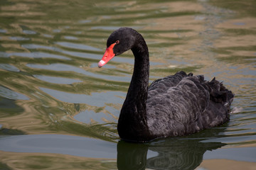 Black swan (Cygnus atratus)