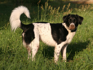 Schmutziger Hund