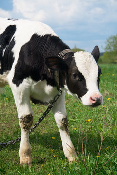 cute baby cow