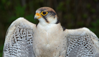 Schönheit des Waldes