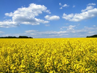 Obraz premium COLZA, RAPE FIELD