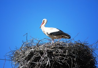 Fototapeta premium Stork