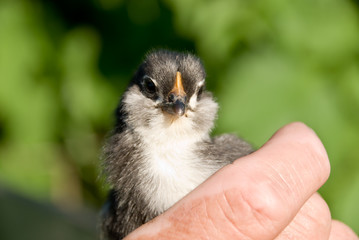 schwarze küken baby