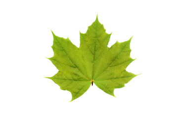 maple leaf