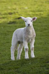 Spring lamb in a field