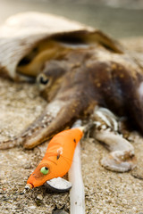 cuttlefish animal marine life fishing with a color lure