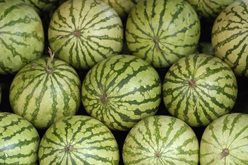 Fototapeta na wymiar Watermelons