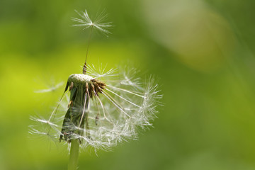 Dandelion