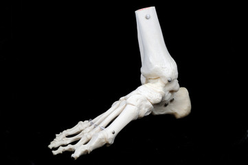 Obraz premium skeletal foot model