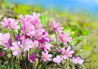 beautiful summer flower