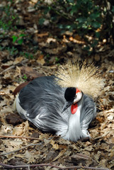 Crowned Crane